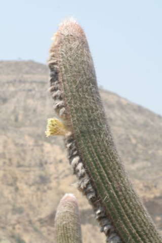 espostoalanata.jpg