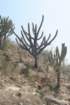 espostoalanatacentrebrowningiapiliferaleftandright_small.jpg