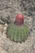 melocactusbellavistensis2_small.jpg