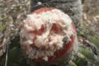 melocactusbellavistensis3_small.jpg