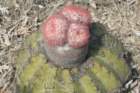 melocactusbellavistensis4_small.jpg