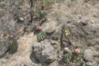 melocactusbellavistensis5_small.jpg