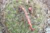matucanaauriefloraxaurantiaca_small.jpg