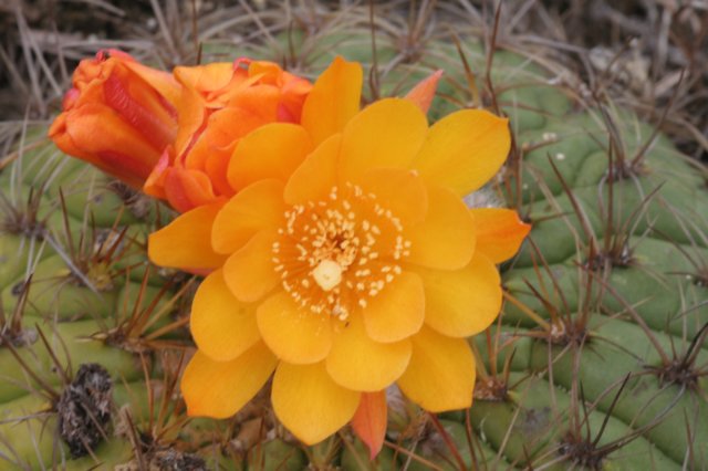 matucanaaurieflora2.jpg