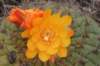 matucanaaurieflora2_small.jpg