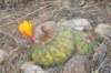 matucanaaurieflora3_small.jpg