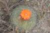matucanaaurieflora_small.jpg