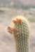 weberbaurocereuslongicoma2_small.jpg
