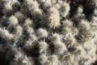 austrocylindropuntiafloccosa3_small.jpg