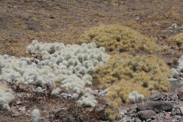 austrocylindropuntiafloccosa5.jpg