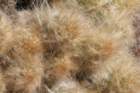 austrocylindropuntiafloccosa6_small.jpg