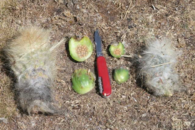 austrocylindropuntiafloccosa7.jpg