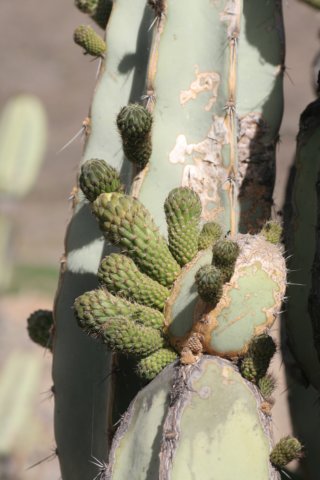armatocereusmatucanensis.jpg