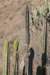 corryocactusbrevistylus_small.jpg