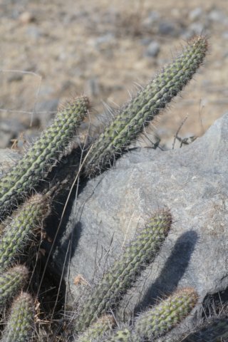 haageocereusaustralis.jpg
