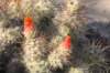 cumulopuntiasphaerica_small.jpg
