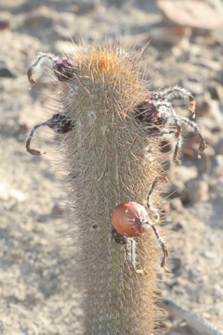 loxanthocereusferruginius.jpg