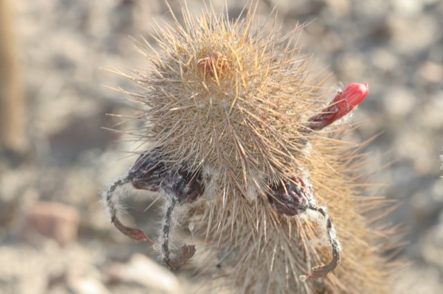 loxanthocereusferruginius2.jpg