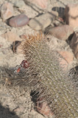 loxanthocereusferruginius3.jpg