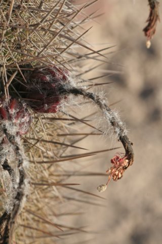 loxanthocereusferruginius4.jpg