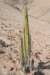 corryocactusbrevistylus_small.jpg