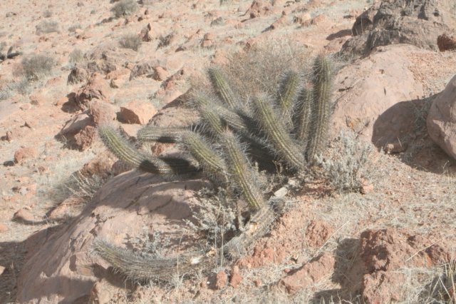 loxanthocereusclavispinus.jpg