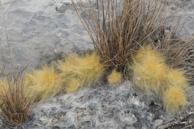 austrocylindropuntiafloccosa.jpg