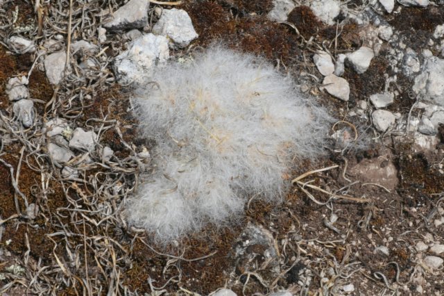 austrocylindropuntiafloccosa8.jpg