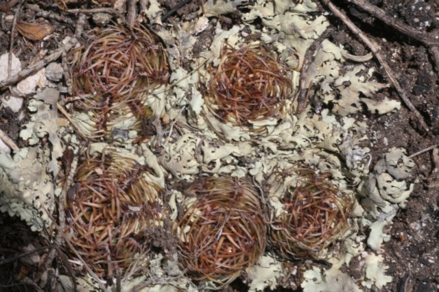 oroyaborchersii.jpg