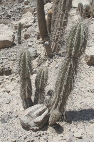 armatocereusmatucanensis.jpg