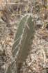 armatocereusmatucanensis2_small.jpg