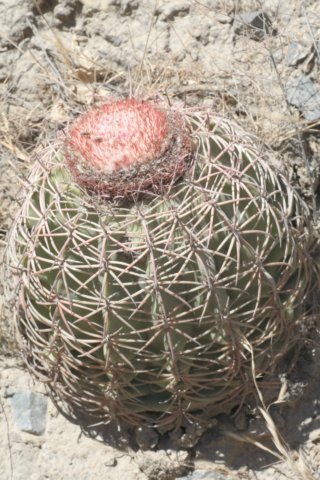 melocactusperuvianus.jpg