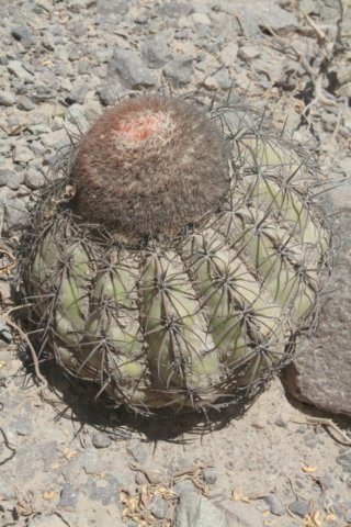 melocactusperuvianus2.jpg