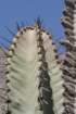 neoraimondiaarequipensis2_small.jpg