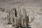 neoraimondiaarequipensis3_small.jpg