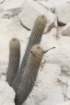 haageocereusacranthus_small.jpg