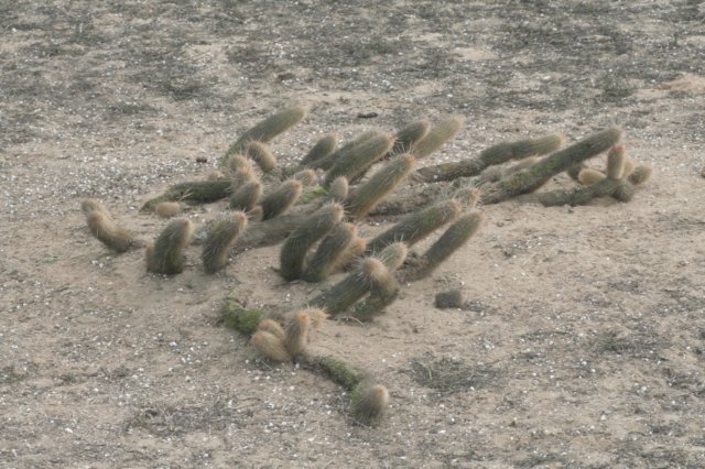 haageocereustenuis3.jpg