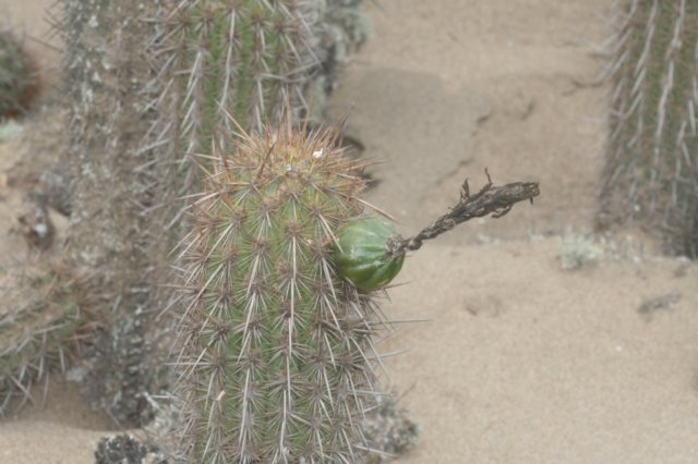 haageocereusacranthus2.jpg