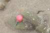 loxanthocereuspullatus4_small.jpg