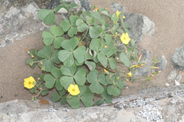 oxalis.jpg