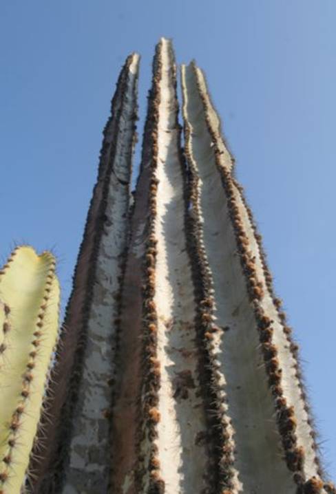 neoraimondiaarequipensiscs662