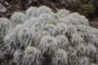 austrocylindropuntiafloccosa_small.jpg