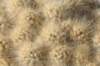 austrocylindropuntialagopusxaustrocylindropuntiafloccosa_small.jpg