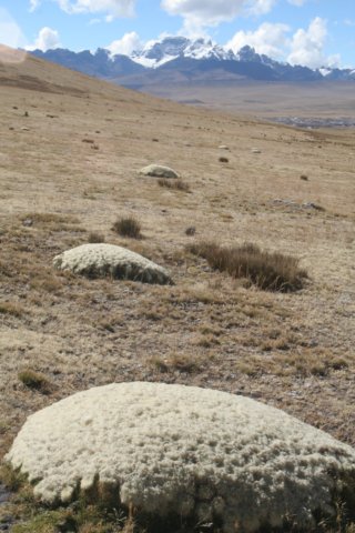 habitat.jpg