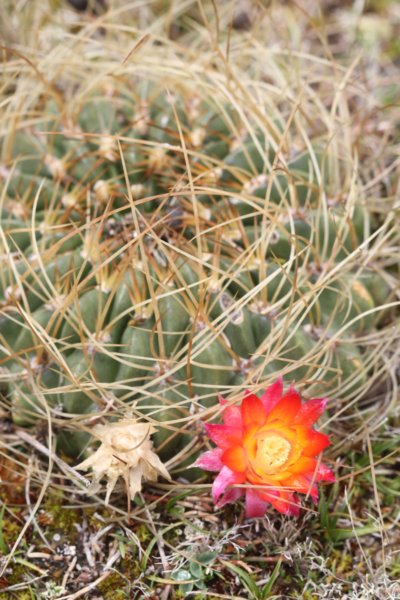 lobiviamaximilliana2.jpg