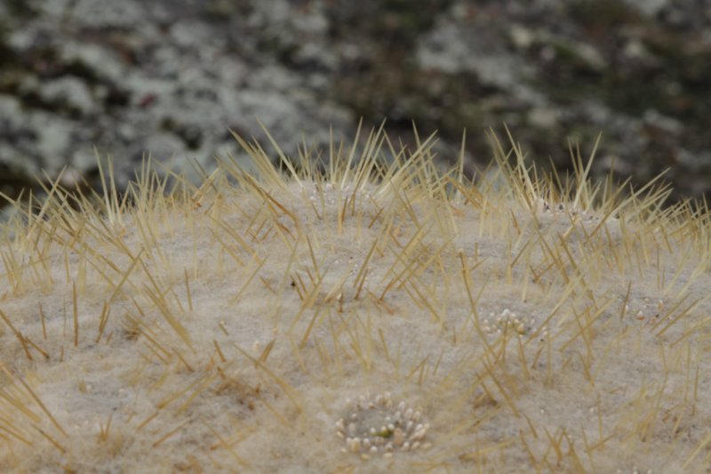 punotialagopus8.jpg