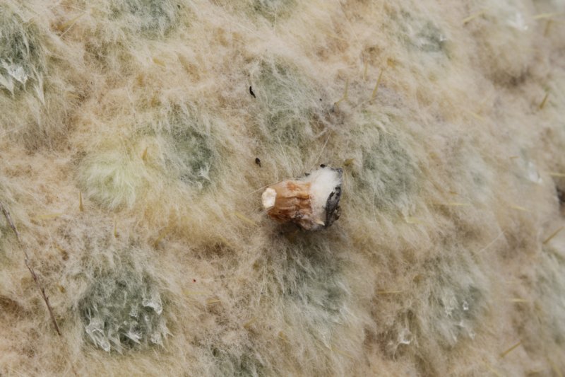 punotialagopuswithdetatchedseedpodfrompreviousseason.jpg