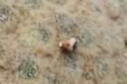 punotialagopuswithdetatchedseedpodfrompreviousseason_small.jpg