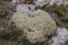 xaustronotiabatesiinnpunotialagopusxaustrocylindropuntiafloccosa3_small.jpg