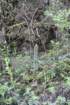 trichocereussandiensis2_small.jpg